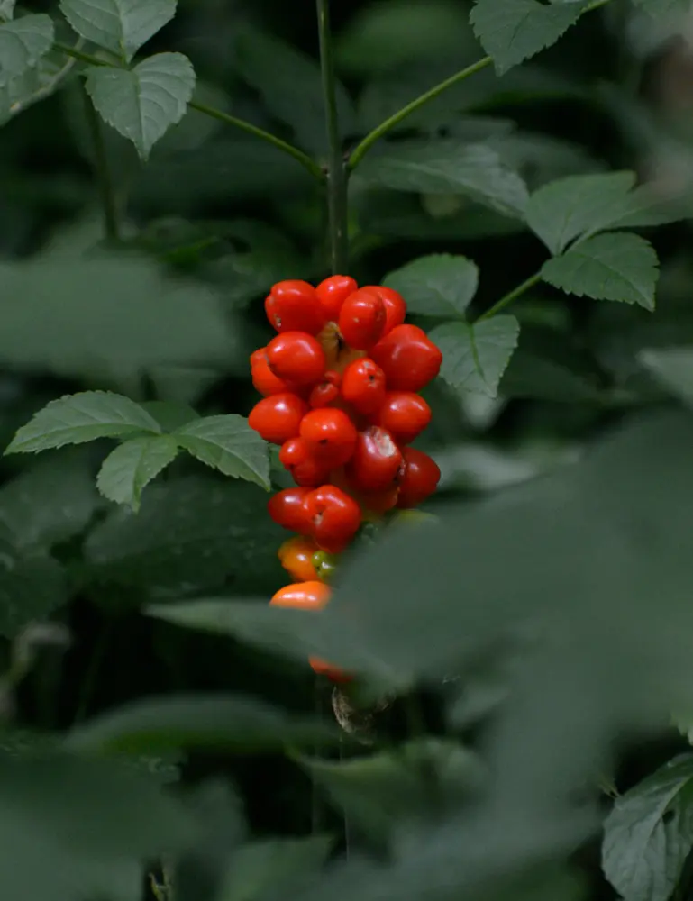 Berry Currant 9.5 Oz Scented Candle - Image 2