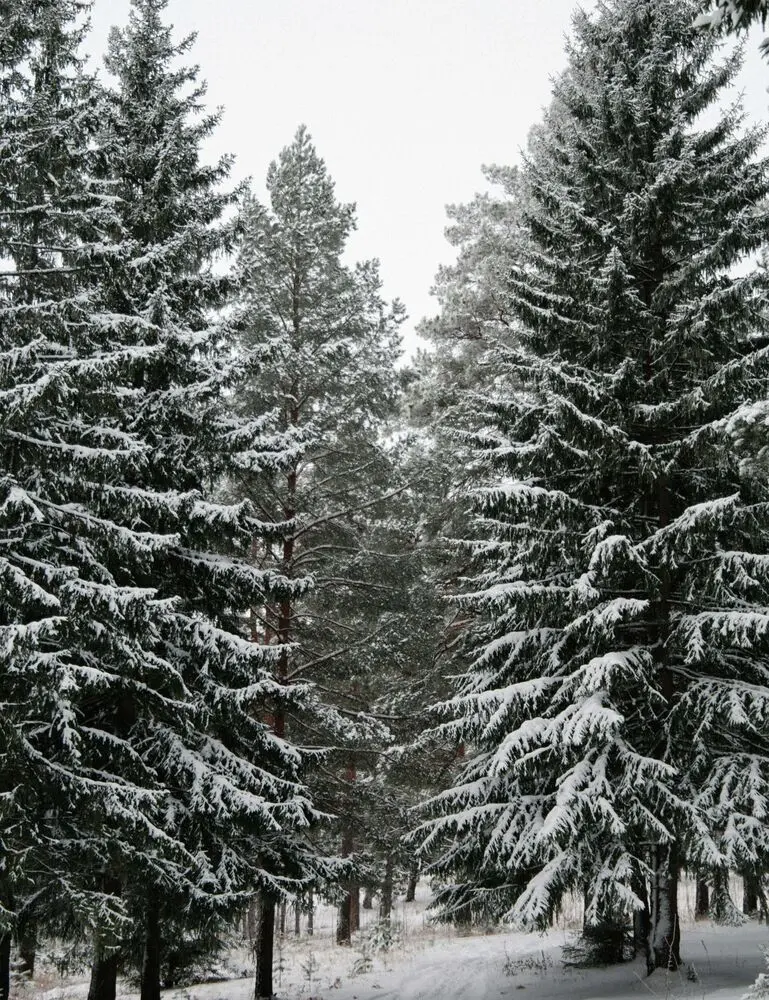 Winter Pine 9.5 Oz Scented Candle - Image 2