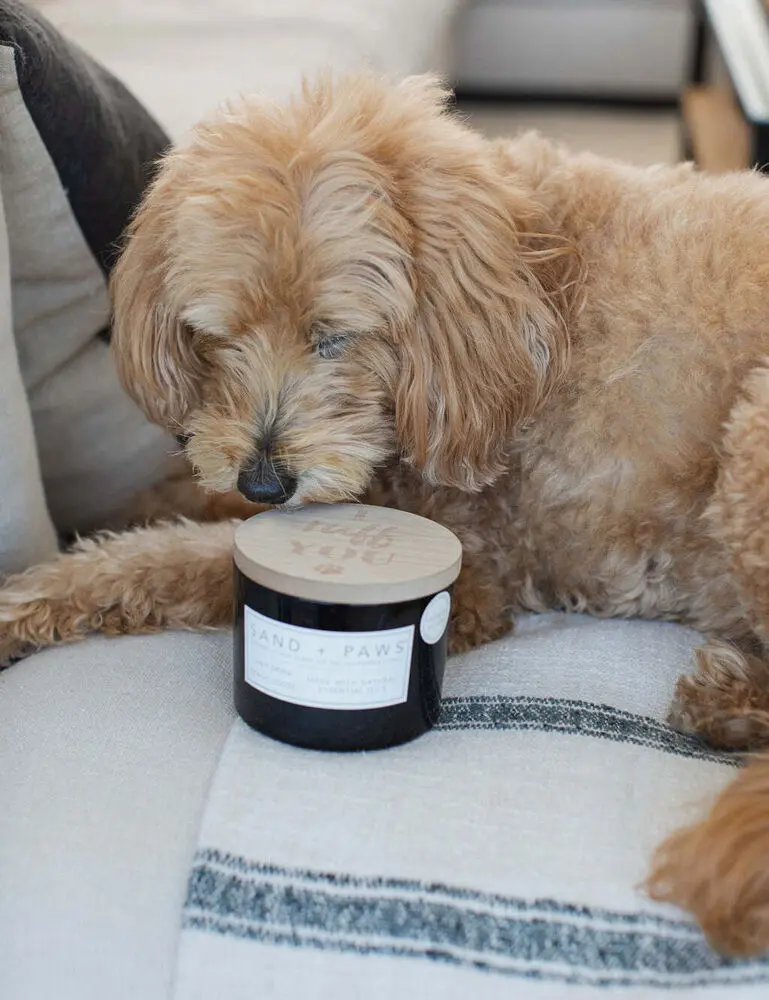 Sand + Paws California Beach House 12 Oz Scented Candle - Image 5